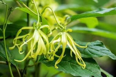 Ylang-ylang veya cananga odorata çiçekleri doğa arka planında.