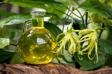 Ylang-ylang ya da cananga odorata çiçeği ve doğal arka planda yağ.