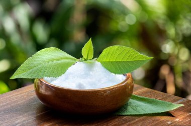 Borneolum Sentetik, beyaz kristal ve ngai kafur ağacı, doğa arka planında yeşil yapraklar.