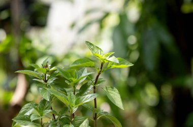 Tatlı fesleğen, Tayland fesleğeni veya doğal arka planda izole edilmiş yeşil yapraklar..