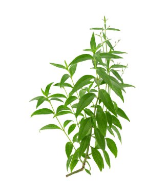 Kariyer ya da andrographis paniklemesi, beyaz arka planda izole yeşil yapraklar kırpma yolu ile.