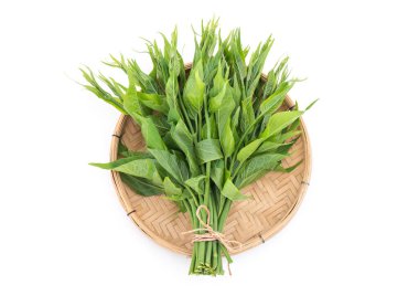 Gymnema inodorum, beyaz arkaplanda izole yeşil yapraklar. Üst manzara, düz yatış.