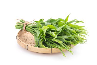 Gymnema inodorum, beyaz arkaplanda izole yeşil yapraklar.