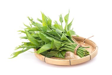 Gymnema inodorum, beyaz arkaplanda izole yeşil yapraklar.