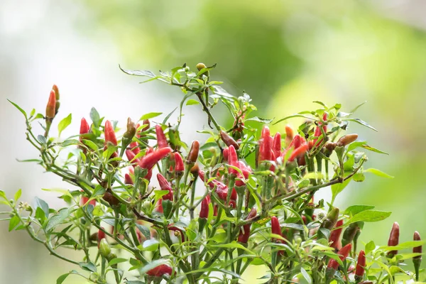 Verse Chili Fruit Boom Natuur Achtergrond — Stockfoto