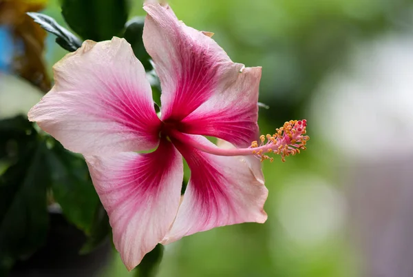 Różowy Hibiskus Kwiat Tle Natury — Zdjęcie stockowe