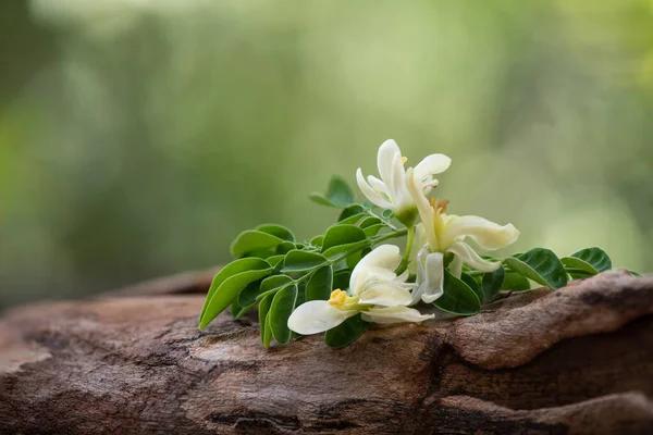 Moringa Zielone Liście Kwiaty Tle Natury — Zdjęcie stockowe