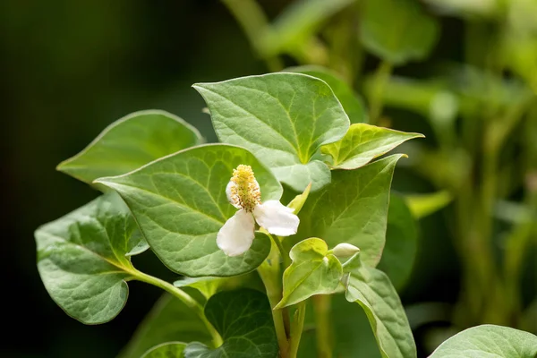 Houttuynia Cordata Atau Pohon Plu Kaow Dan Daun Hijau Latar — Stok Foto