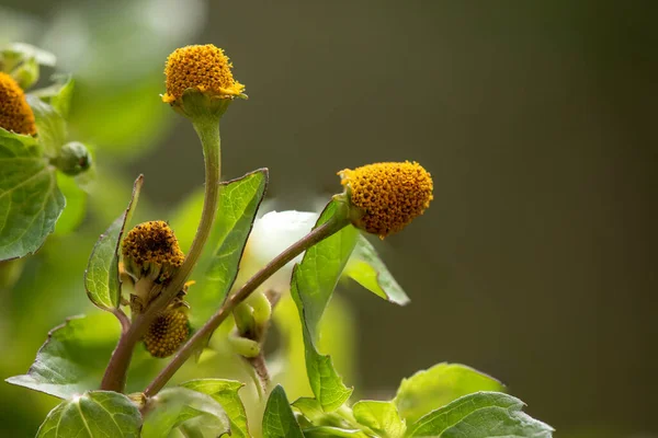 Para Cresson Acmella Oleracea Fleurs Feuilles Vertes Sur Fond Nature — Photo