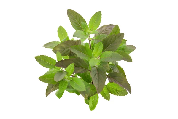 Holy Basil Sacred Basil Trees Leaves Nature Background Clipping Path — Stock Photo, Image