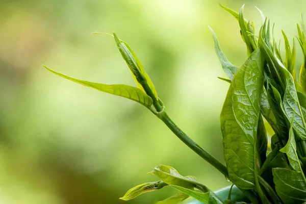 Зеленые Листья Gymnema Inodorum Фоне Природы — стоковое фото
