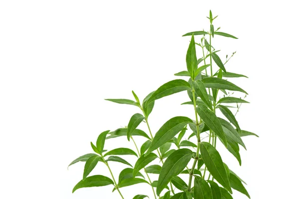 Kariyat Andrographis Paniculata Folhas Verdes Ramo Isolado Fundo Branco — Fotografia de Stock