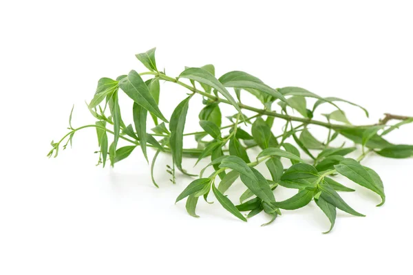 Kariyat Andrographis Paniculata Takken Groene Bladeren Geïsoleerd Witte Achtergrond — Stockfoto