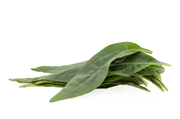 Kariyat Vagy Andrográfia Paniculata Fehér Alapon Izolált Zöld Levelek — Stock Fotó