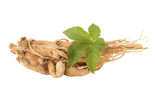 Ginseng Eleutherococcus Trifoliatus Green Leaf Nature Background Clipping Path — Stock Photo, Image
