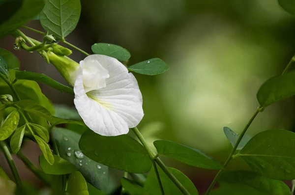 Groch Motylkowy Lub Clitoria Ternatea Kwiat Drzewie Tle Natury — Zdjęcie stockowe