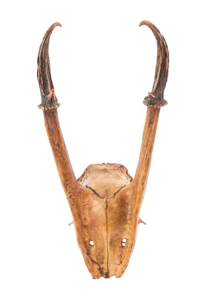 Lebka Indiánského Muntjaca Nebo Obyčejného Štěkajícího Jelena Izolovaného Bílém Pozadí — Stock fotografie