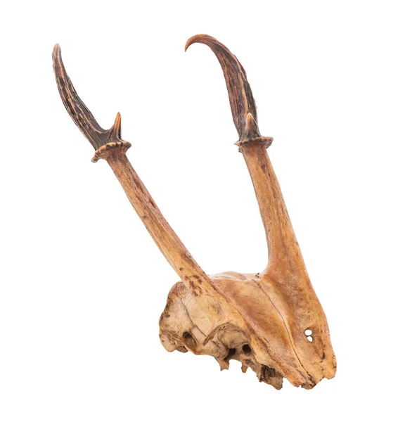 鹿的头盖骨印第安人的头盖骨或普通的吠叫鹿的头盖骨 在白色背景上与剪开的路径隔离 — 图库照片