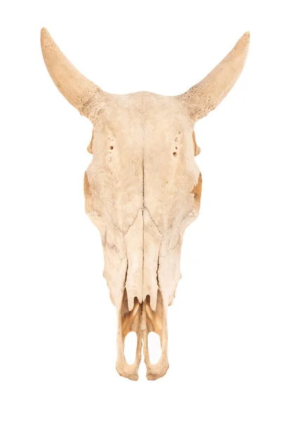 Der Schädel Von Kuh Oder Bos Taurus Isoliert Auf Weißem lizenzfreie Stockbilder