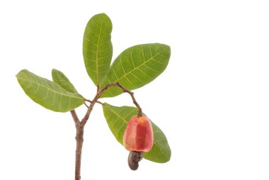 Ceviz fıstığı, meyve ve yeşil yapraklar arka planda kırpma yolu ile izole edilmiş..