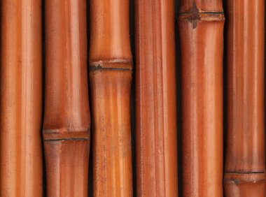 Beyaz arka planda izole edilmiş eski bambu ağacı..