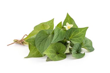 Houttuynia cordata or plu kaow branch green leaves and flower isolated on white background. clipart