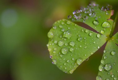 Su damlacıkları su yoncası ya da marsilea crenata yeşil yaprakları doğa arka planında.