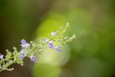 Çin sade ya da viteksli negundo çiçekleri ve yeşil yapraklar doğa arka planında.