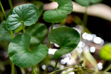 Gotu kola veya centella asiatica, Bokeh doğa arka planında yeşil yapraklar.