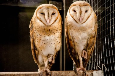 İki baykuş bir kafeste mahsur kalmıştı..