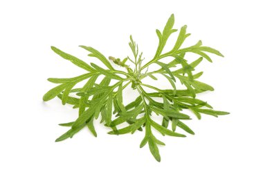 Mugwort ya da artemisia vulgaris, yeşil yapraklar beyaz arkaplanda izole edilmiş..