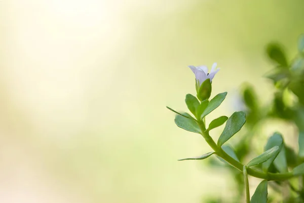 自然背景下的印度青草或婆罗门花和绿叶 — 图库照片