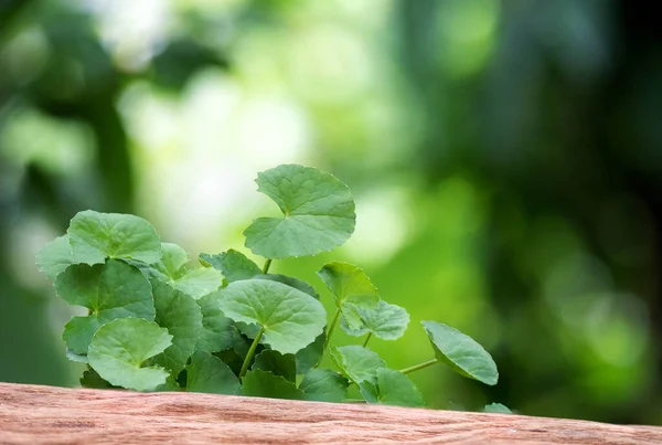 Gotu Kola Atau Centella Asiatica Daun Hijau Pada Latar Belakang — Stok Foto