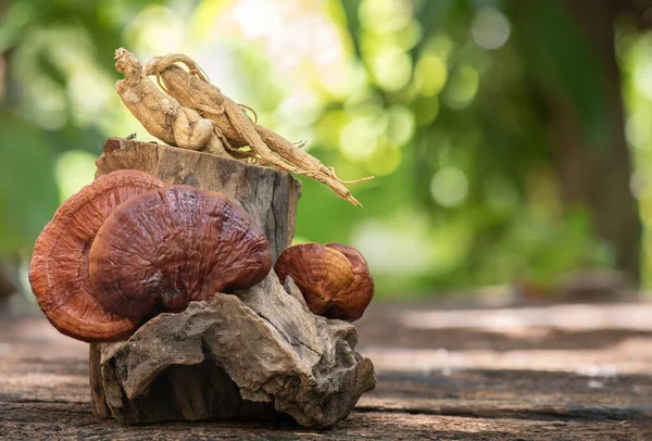 Doğada Reishi ya da lingzhi mantarı ve ginseng.