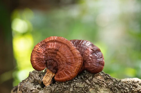 Doğada Reishi ya da lingzhi mantarı.