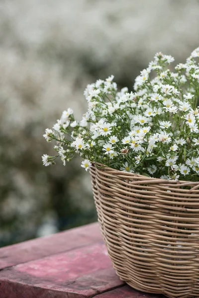 Beyaz Kesici Çiçekleri doğa arka planında.