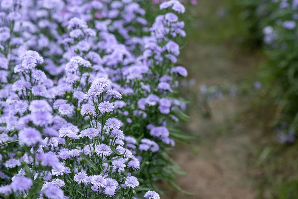 Marguerite Flores Roxas Fundo Natureza — Fotografia de Stock