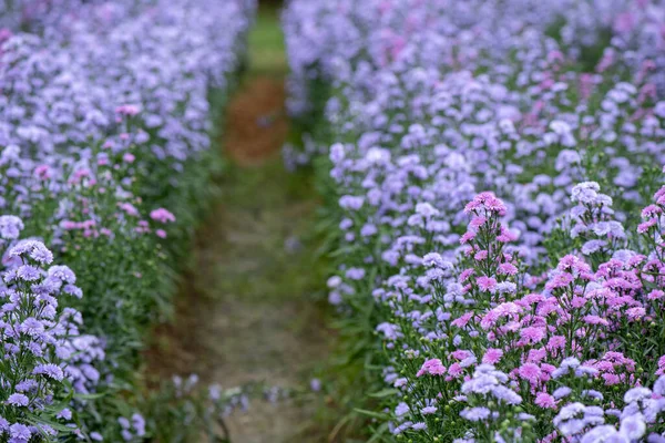 自然背景上的玛格丽特紫色花朵 — 图库照片