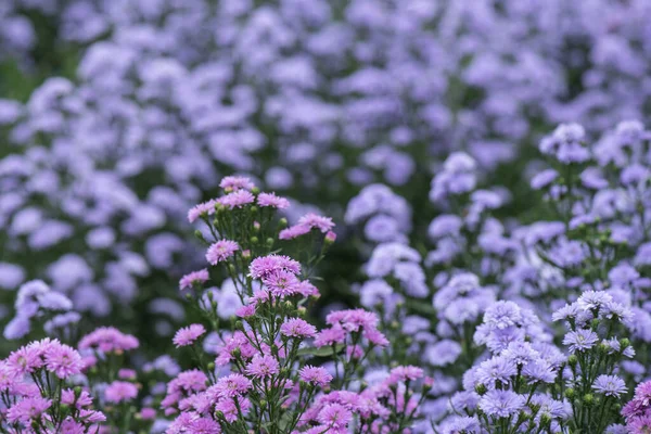 自然背景上的玛格丽特紫色花朵 — 图库照片