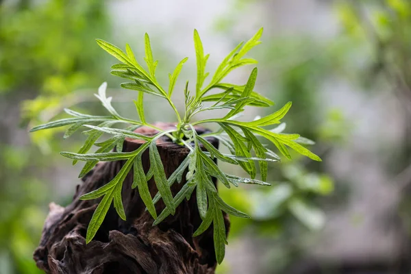 Mugwort Nebo Artemisia Annua Větev Zelené Listy Přírodním Pozadí — Stock fotografie