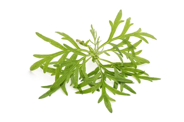 Malört Eller Artemisia Vulgaris Gröna Blad Isolerade Vit Bakgrund — Stockfoto