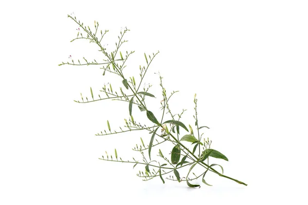 Kariyat Andrographis Paniculata Galho Folhas Verdes Flores Isoladas Fundo Branco — Fotografia de Stock