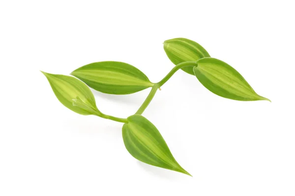 Vanilková Větev Zelené Listy Izolované Bílém Pozadí Výstřižkem Cesta — Stock fotografie