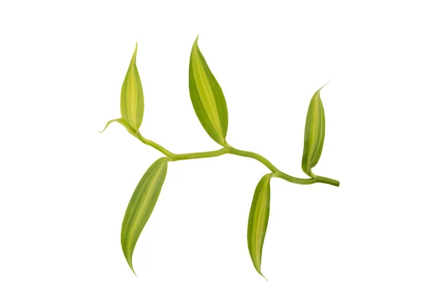 Vanilková Větev Zelené Listy Izolované Bílém Pozadí Oříznutou Cestou Pohled — Stock fotografie