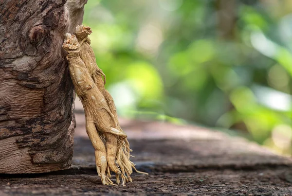 Ginseng Seco Fundo Natureza Fotos De Bancos De Imagens Sem Royalties