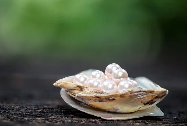 Mutiara Shell Dan Latar Belakang Alam Stok Lukisan  