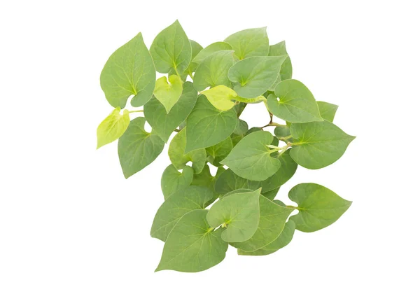 Houttuynia Cordata Plu Kaow Green Leaves Isolated White Background Clipping — Stok Foto
