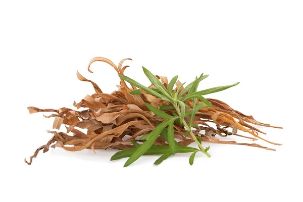 Fresh Dried Mugwort Leaves Isolated White Background Clipping Path — 스톡 사진