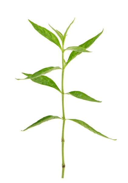 Andrographis Paniculata Atau Kariyat Branch Green Leaves Isolated White Background — Stok Foto