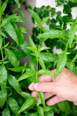 Andrographis Paniculata veya Kariyat dalında yeşil yapraklar.